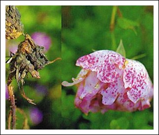 Botrytis