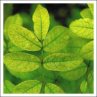 Chlorose