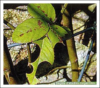 Insectes