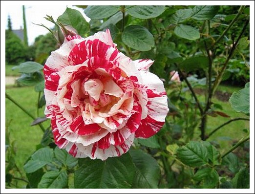 Taches du rosier : identifier et traiter les taches sur les feuilles