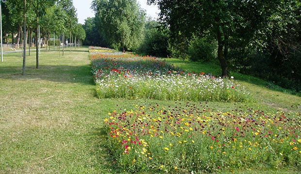 Espaces verts : tonte différenciée