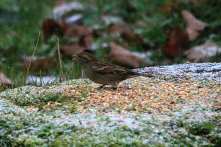 Moineau