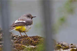 Les Oiseaux De Nos Jardins Les Oiseaux De Jardins Oiseaux