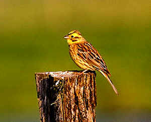 Les Oiseaux De Nos Jardins Les Oiseaux De Jardins Oiseaux