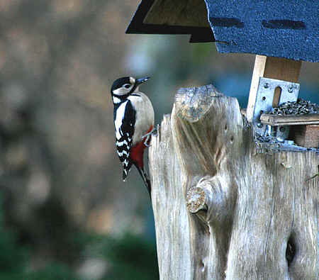 Les Oiseaux De Nos Jardins Les Oiseaux De Jardins Oiseaux