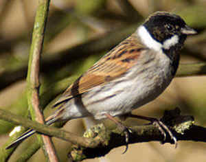 Les Oiseaux De Nos Jardins Les Oiseaux De Jardins Oiseaux