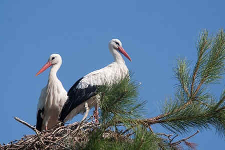 Cigogne blanche