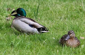 canard colvert