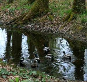 canards colvert