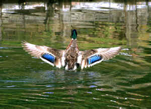 canard colvert