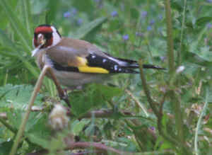 chardonneret lgant