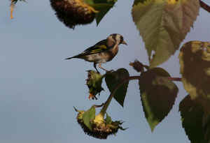 chardonneret lgant