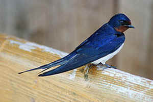 Les Oiseaux De Nos Jardins Classement E F G H