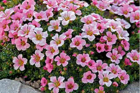 Saxifraga oppositifolia