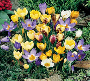Crocus et plantes tapissantes