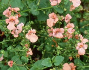 Diascia Salmon