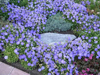 Campanula carpatica