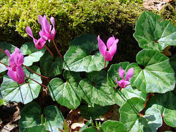 Cyclamen repandum