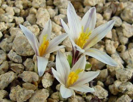 Colchicum kesselringii