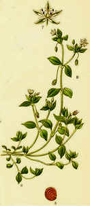 Mouron blanc