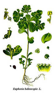 Euphorbe