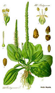 Grand plantain