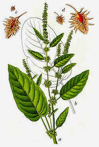 Rumex