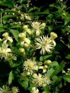 Clématite vigne blanche