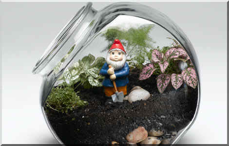 Terrarium de plantes