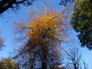 Automne_arbre102004.jpg