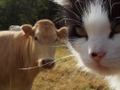 Nom du fichier=Ducept_chat.jpg
Taille du fichier=151Ko
Dimensions : 800x600
Ajouté le : 24 Août 2015 Ducept_chat.jpg