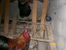 Filename=pig_handi_dodo_1526.JPG
Filesize=46KiB
Dimensions=457x343
Date added=Dec 02, 2008 pig_handi_dodo_1526.JPG