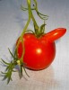 Nom du fichier=ob_f5f3d6ff692f8829cd9f05c6943e5cdb_tomate-osue.jpg
Taille du fichier=96Ko
Dimensions : 621x800
Ajouté le : 05 Septembre 2013 ob_f5f3d6ff692f8829cd9f05c6943e5cdb_tomate-osue.jpg